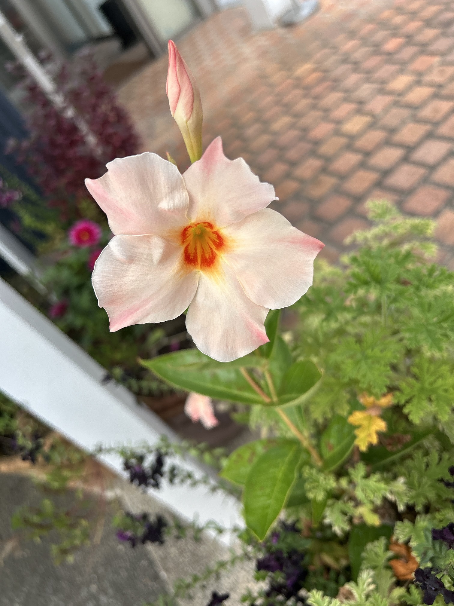 今月の花